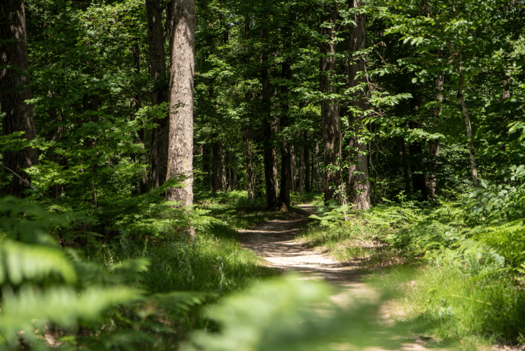 foret domaniale de vouillé saint-hilaire
