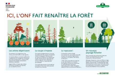 Infographie de l’ONF expliquant la régénération forestière : dépérissement des arbres, coupes nécessaires, replantation et reconstitution naturelle, avec un objectif de nouveau paysage forestier d’ici 15 à 50 ans.
